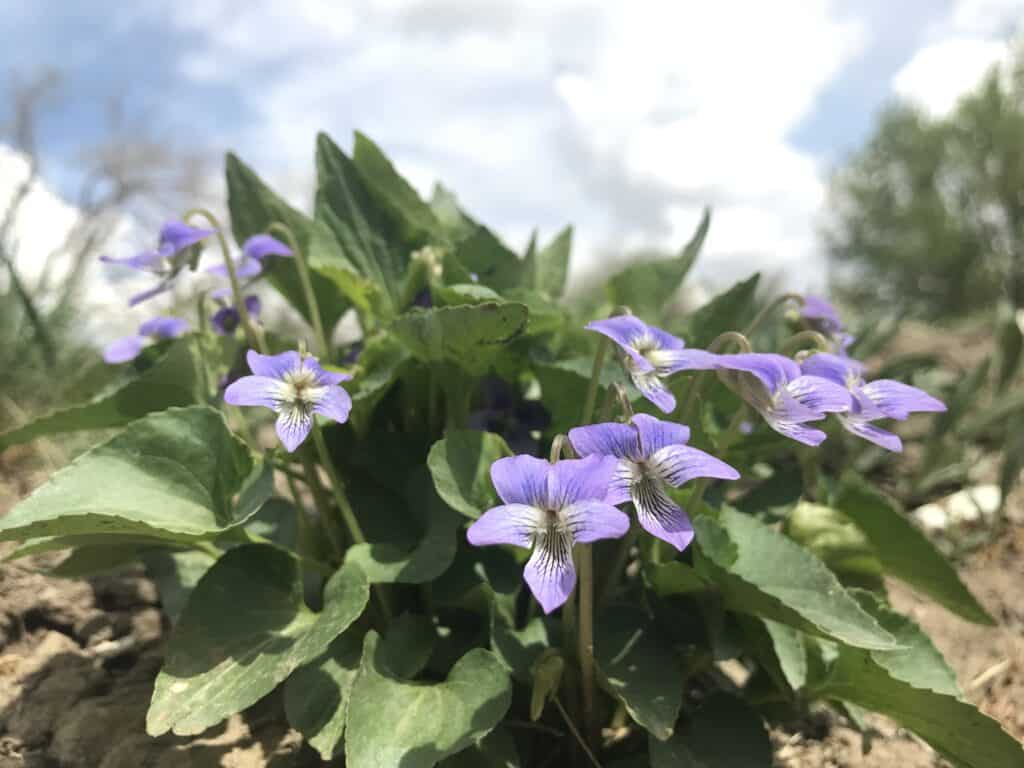Early Blue Violets (Viola adunca) blooming in May in native wildflower garden in southern Alberta.