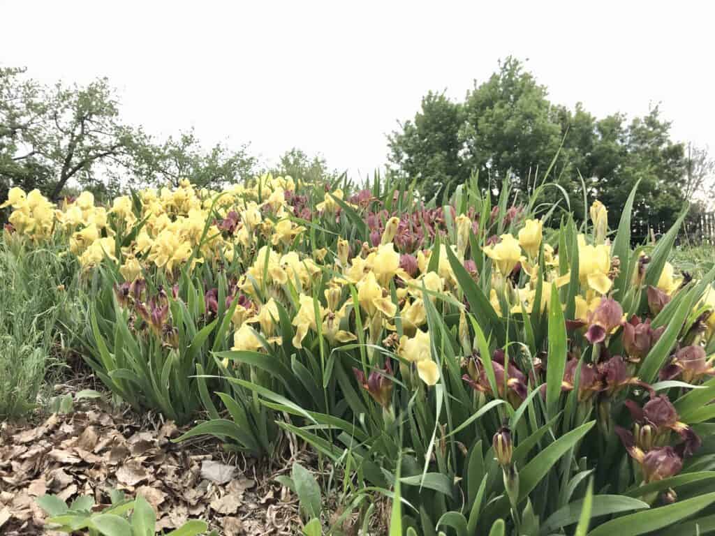 Swath of purple and yellow irises in southern Alberta flower garden in May