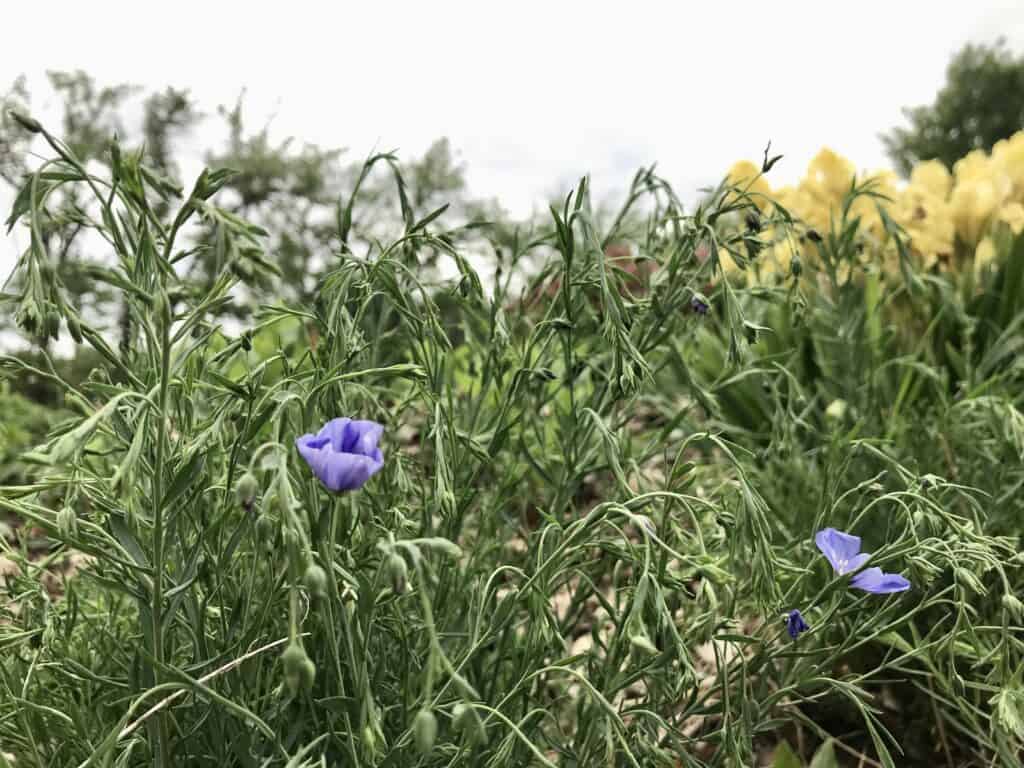 Blue Flax (Linum lewisii) blooming in southern Alberta native wildflower garden in May