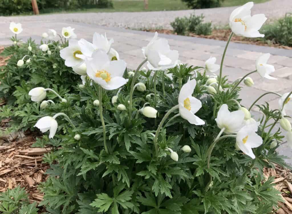 Canada Anemone (Anemone canadensis) blooming in southern Alberta native wildflower garden in May