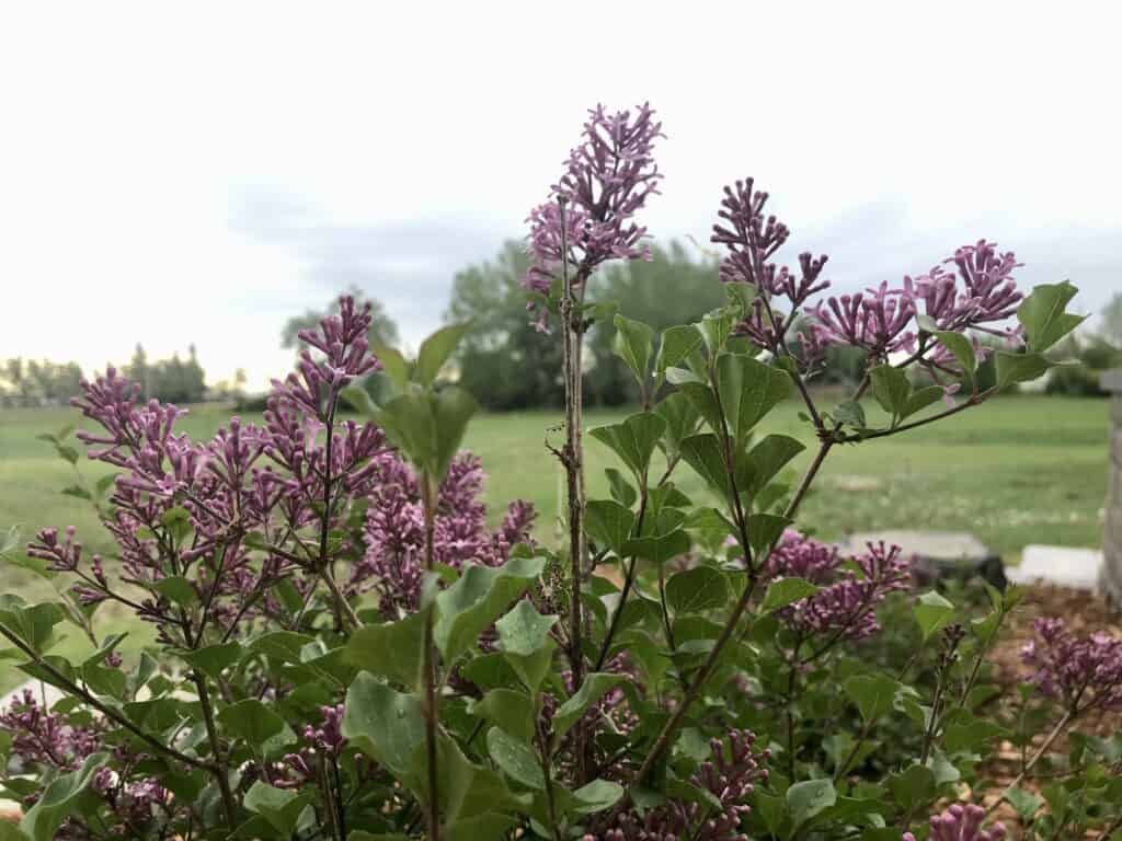 Lilacs in bloom in southern Alberta garden in May.