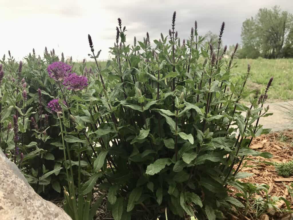 Salvia and alliums in a flower bed in southern Alberta in May