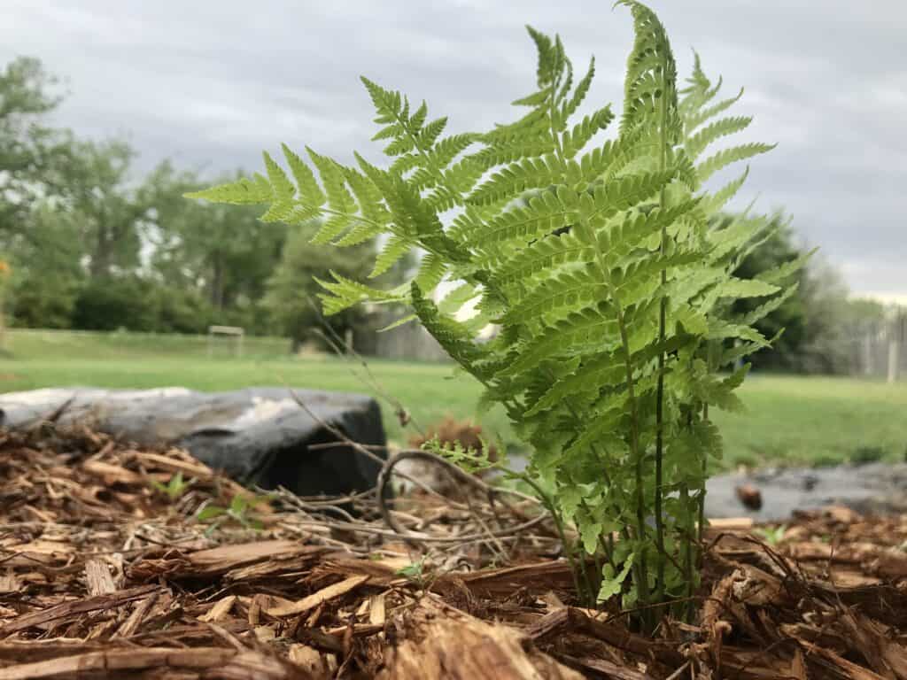 Ostrich fern (Matteuccia struthiopteris) growing in southern Alberta flower garden in May
