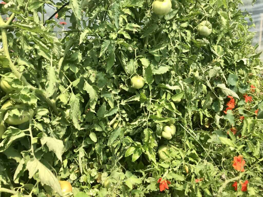 Large jungle of tomato plants with unripe tomatoes hanging from them, nasturtiums growing at base, in hoop house in southern Alberta in August