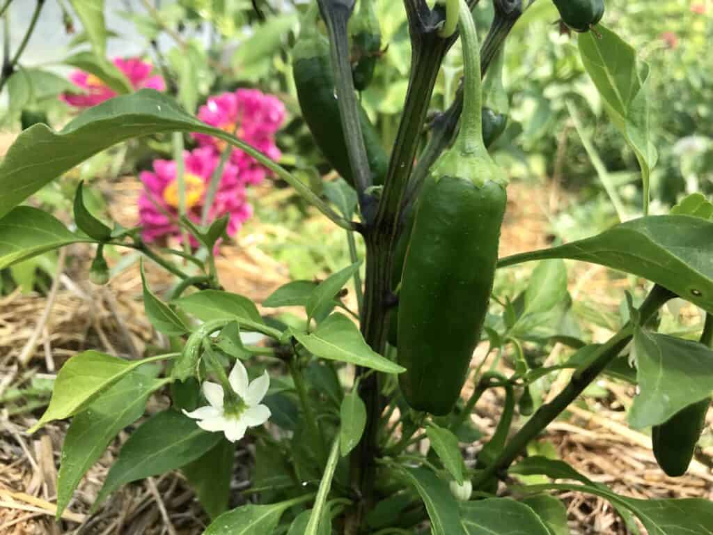 Jalapeno growing on the plant in a hoop house in southern Alberta