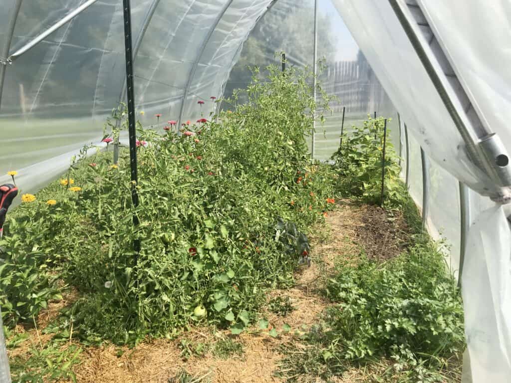 view inside a hoop house in southern Alberta in August