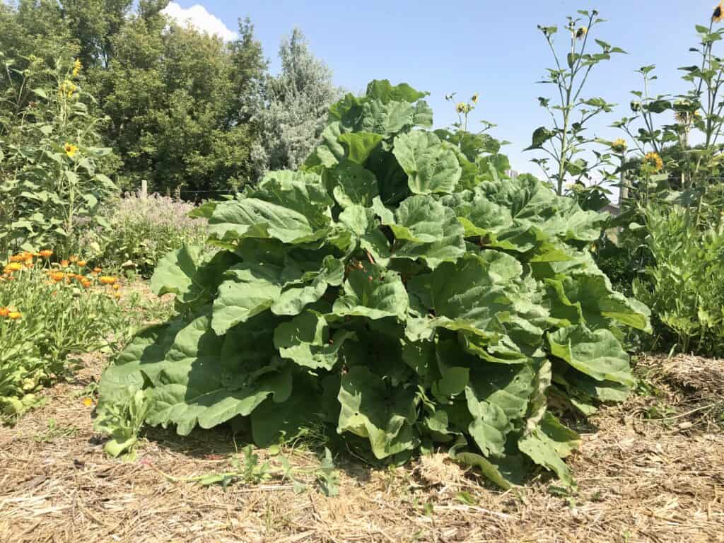 Large rhubarb plant growing in a southern Alberta garden in August