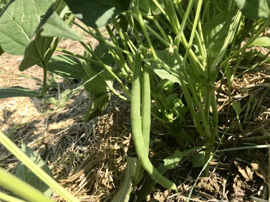 Green beans on the plant in a southern Alberta garden in August