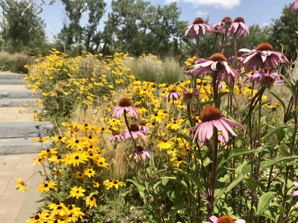 Coneflowers and blackeyed susans in native wildflower garden in southern Alberta in August